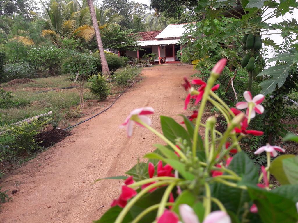 Sigiri Picaso Home Stay Sigiriya Rom bilde
