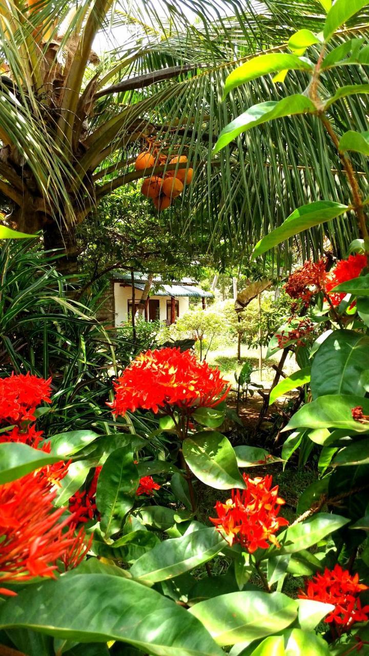 Sigiri Picaso Home Stay Sigiriya Eksteriør bilde
