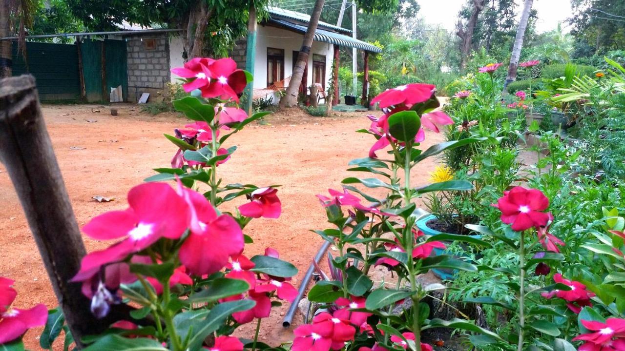 Sigiri Picaso Home Stay Sigiriya Eksteriør bilde